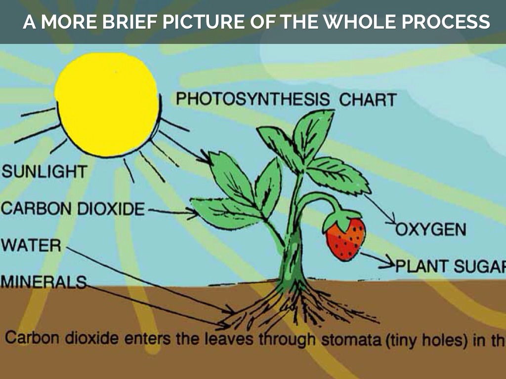 Photosynthesis And Cellular Respiration by Victor