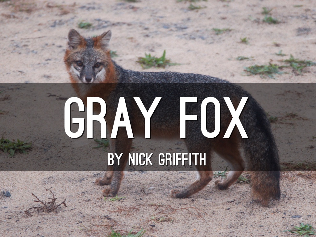 Gray Fox