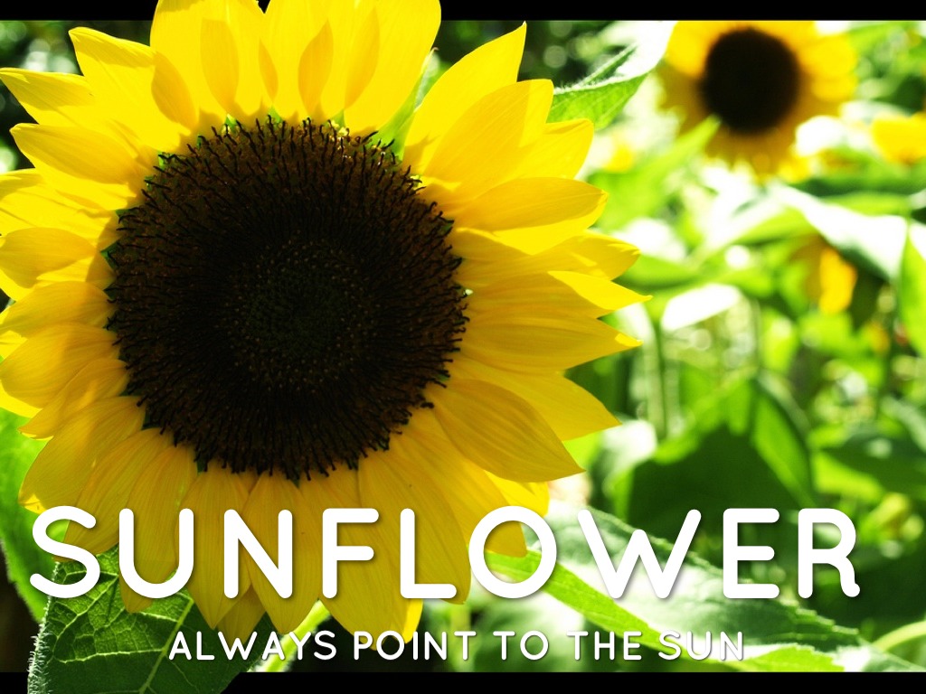 Plant Adaptation by SJE 4th Grade Cart