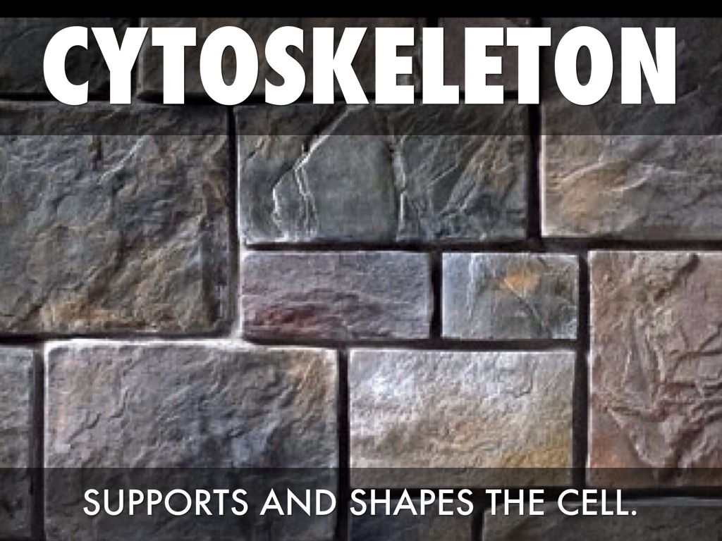 A Cell Is Like A Castle Victoria Taylor