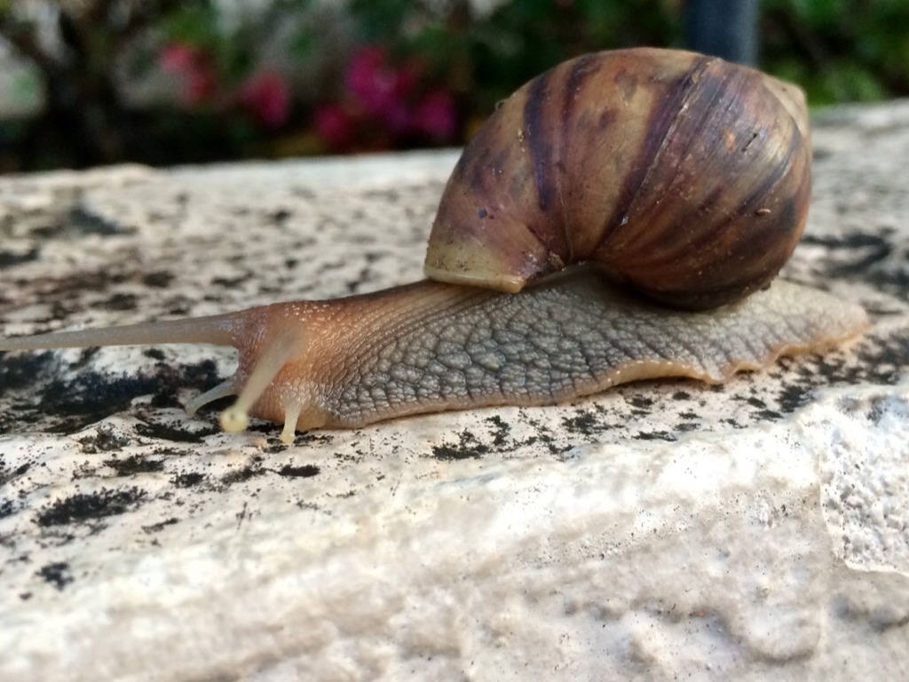 Giant Snail