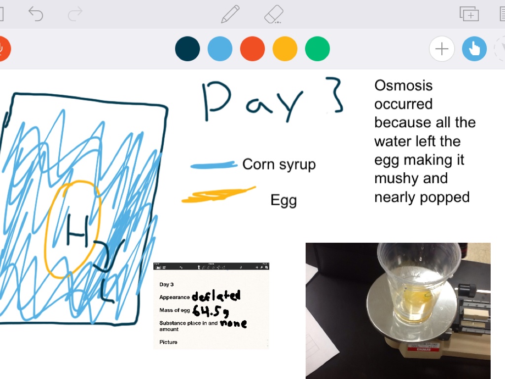 Egg Lab by Charlie Keown