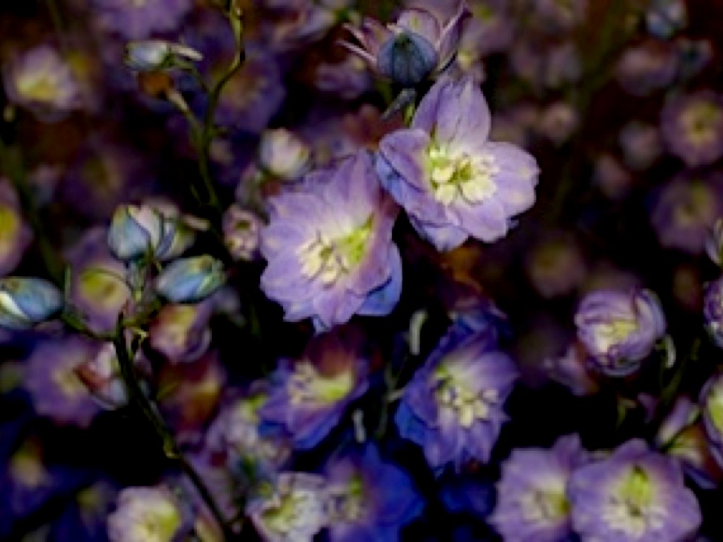 Flowers to Kent by Flowerstokent