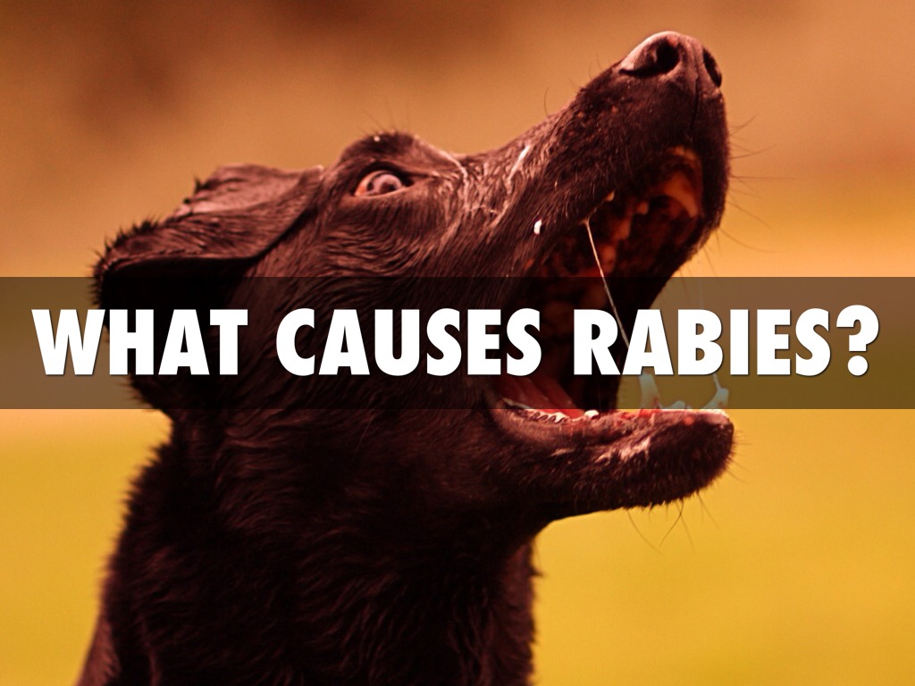 Rabies by Kennadi Krzycki