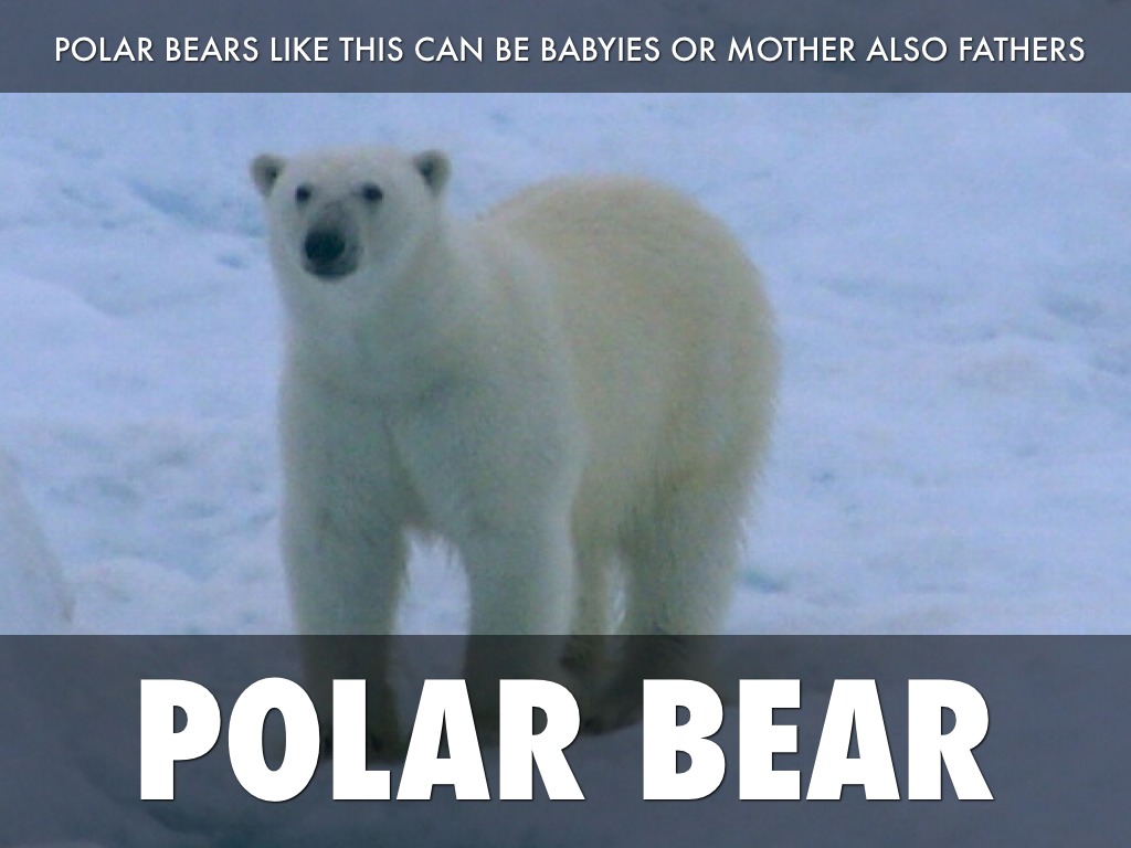 Polar Bear