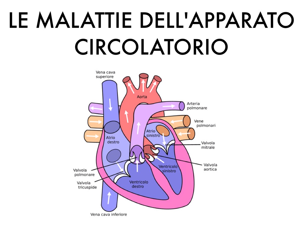 Le malattie dell'apparato circolatorio