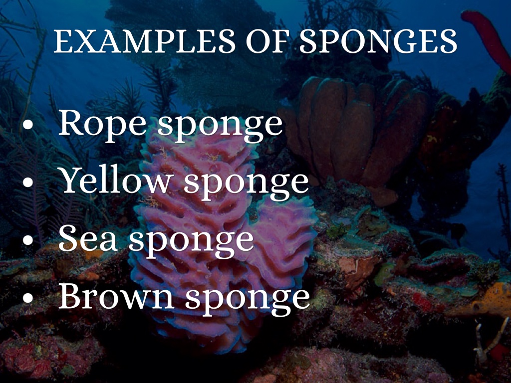 Animal Unit Part 2 By Alexis Mleziva by Alexis Mleziva