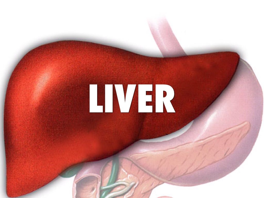 Liver
