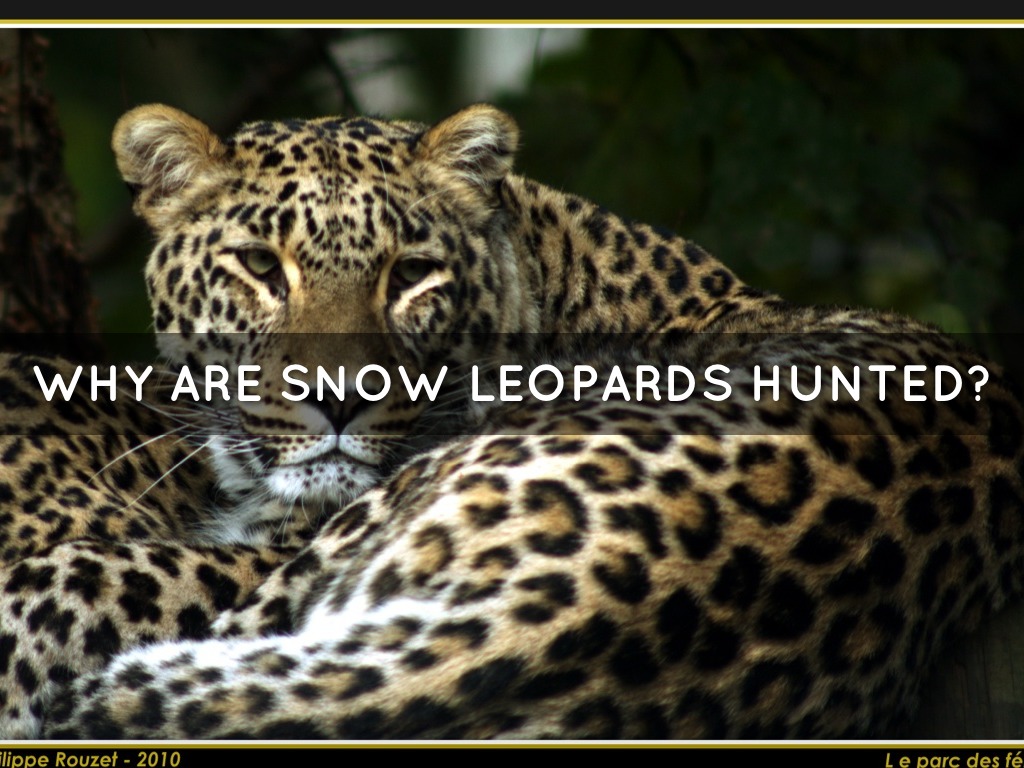 Don't Hunt Snow Leopards! by 4hab Walker