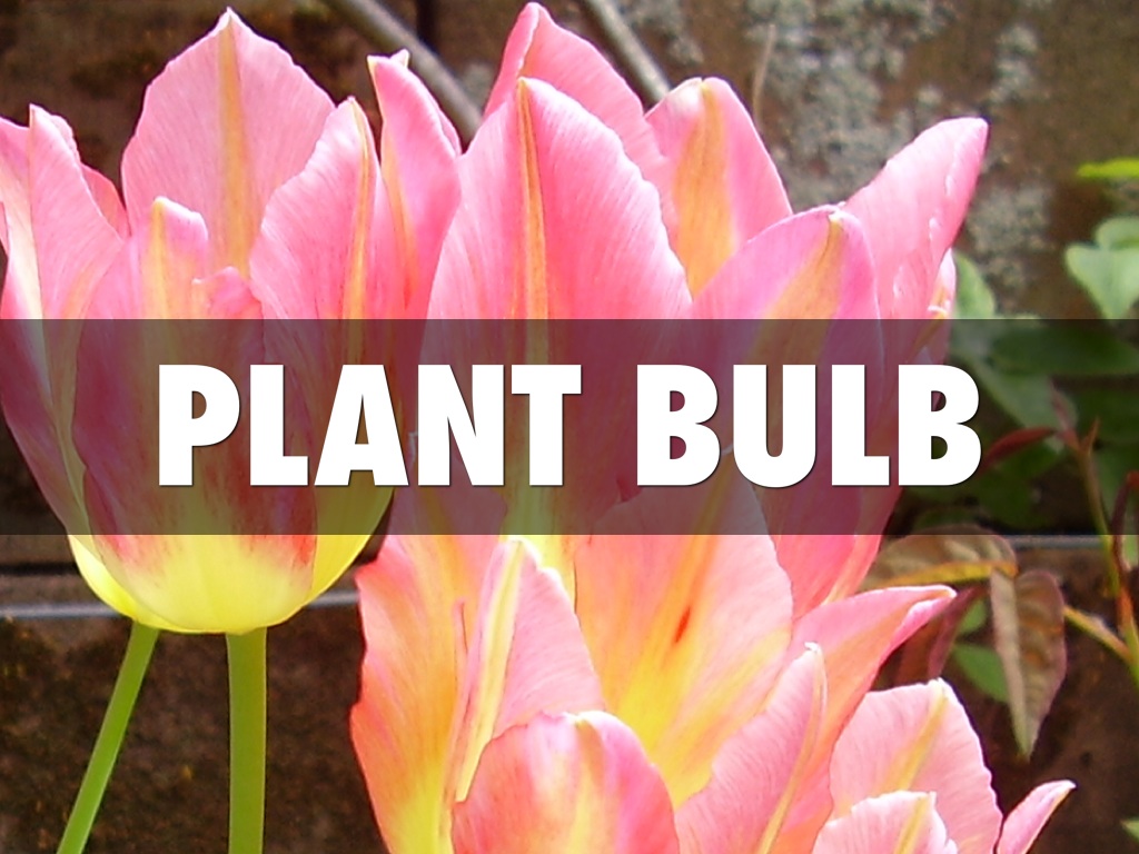 Plant Bulb  