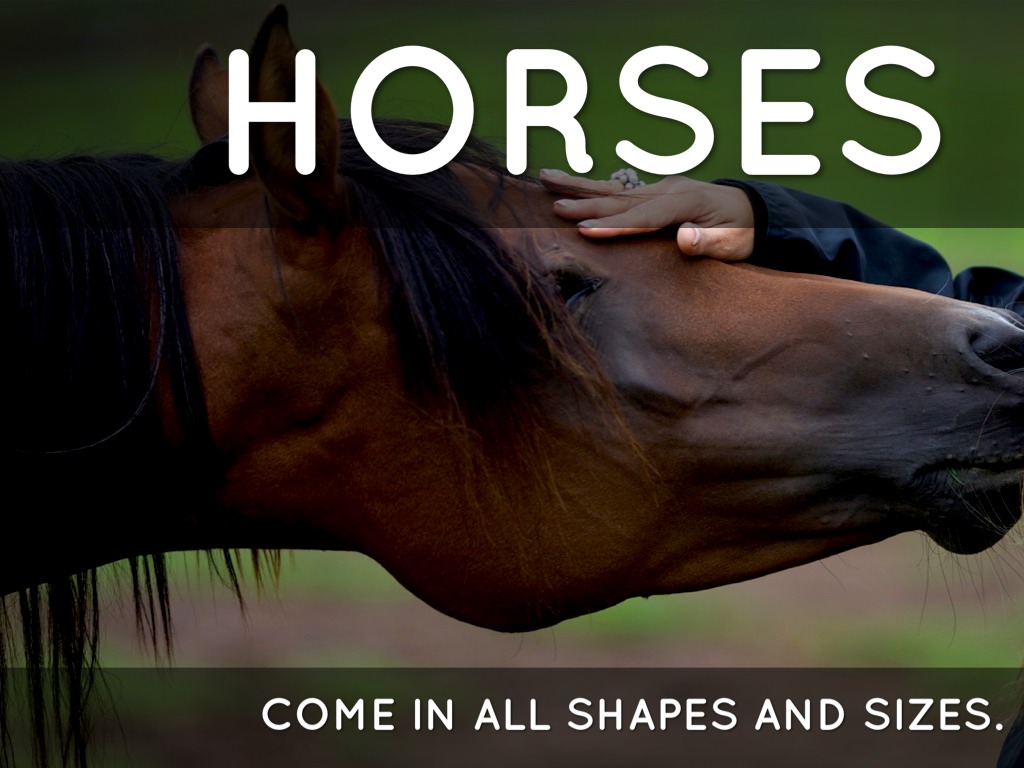 All About Horses by Danielle Biermann