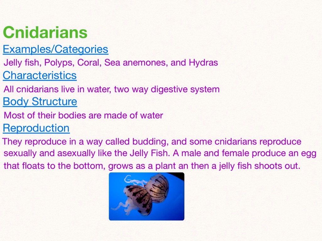 Animal Unit 2 by Julia VerBoort