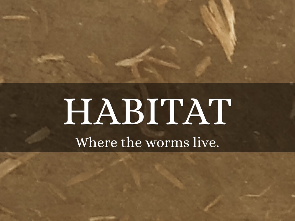 period 6 - Alex - ecology