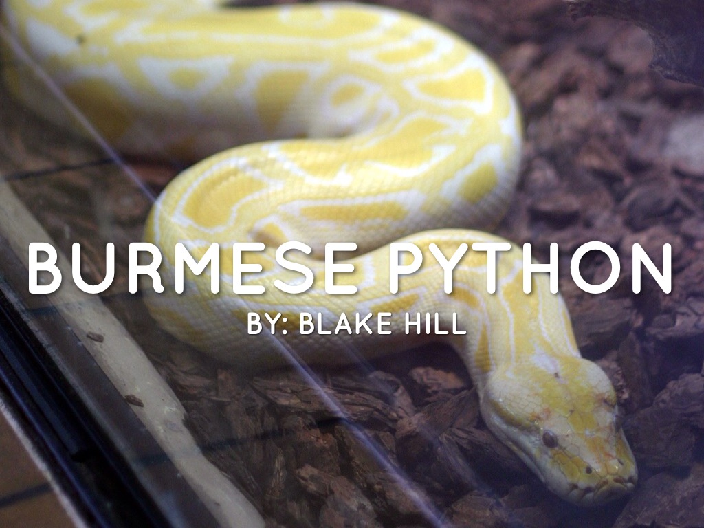 Burmese Python 