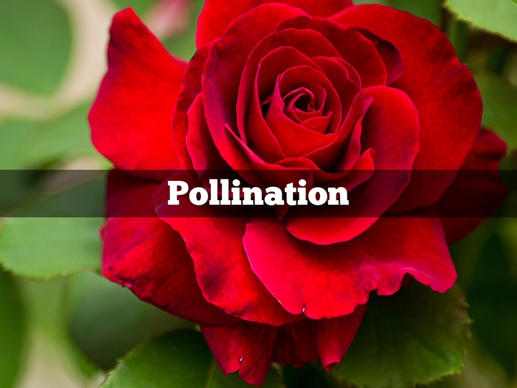 Pollination