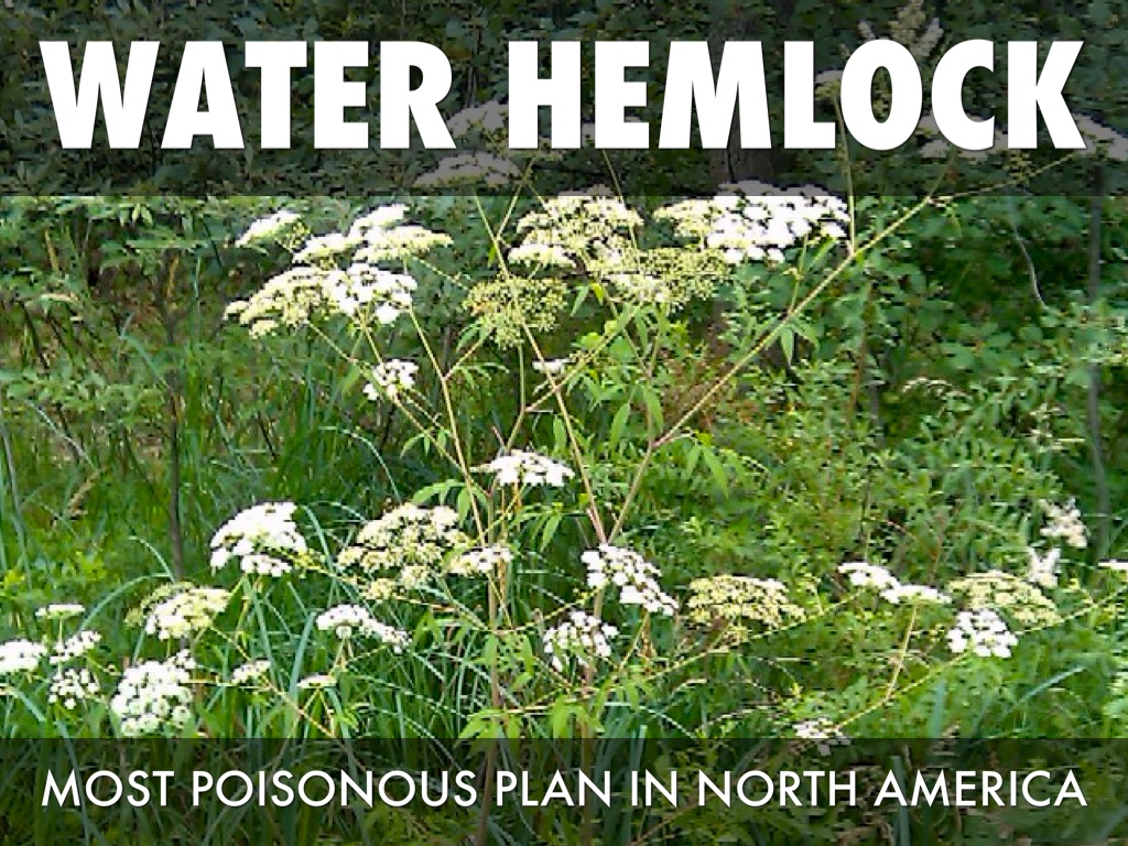 Poisonous Plants by aspaniard