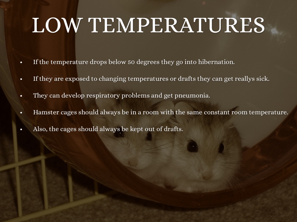 Characteristics by Katie Bohach - Cage Temperature Requirements For Hamsters