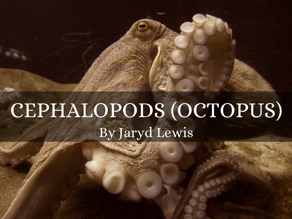 Octopuses