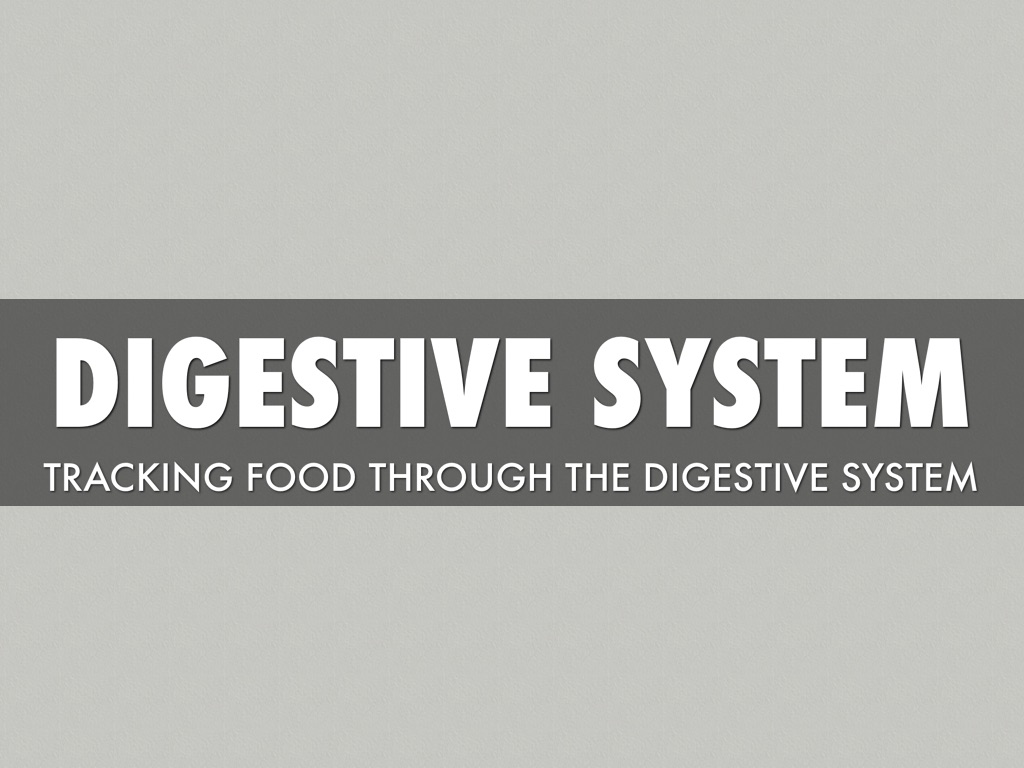 Digestive System