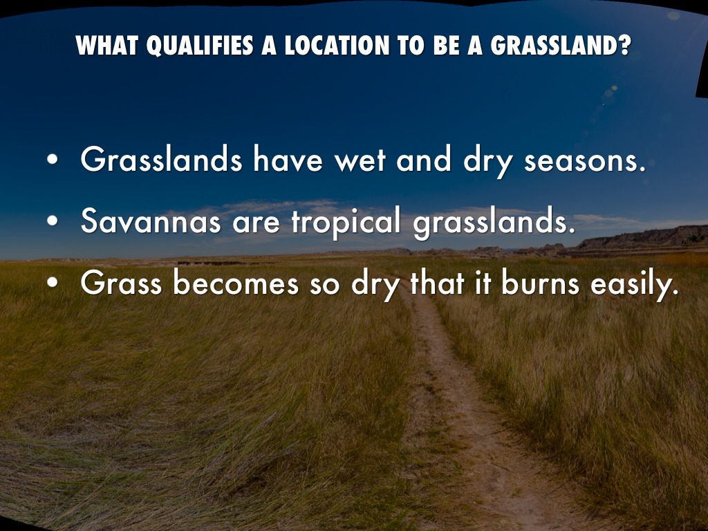 Grasslands by rheacarter