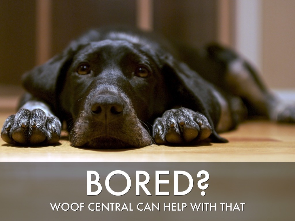 woof central by cynthia dahle