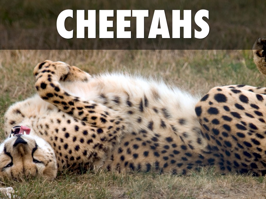 Cheetahs