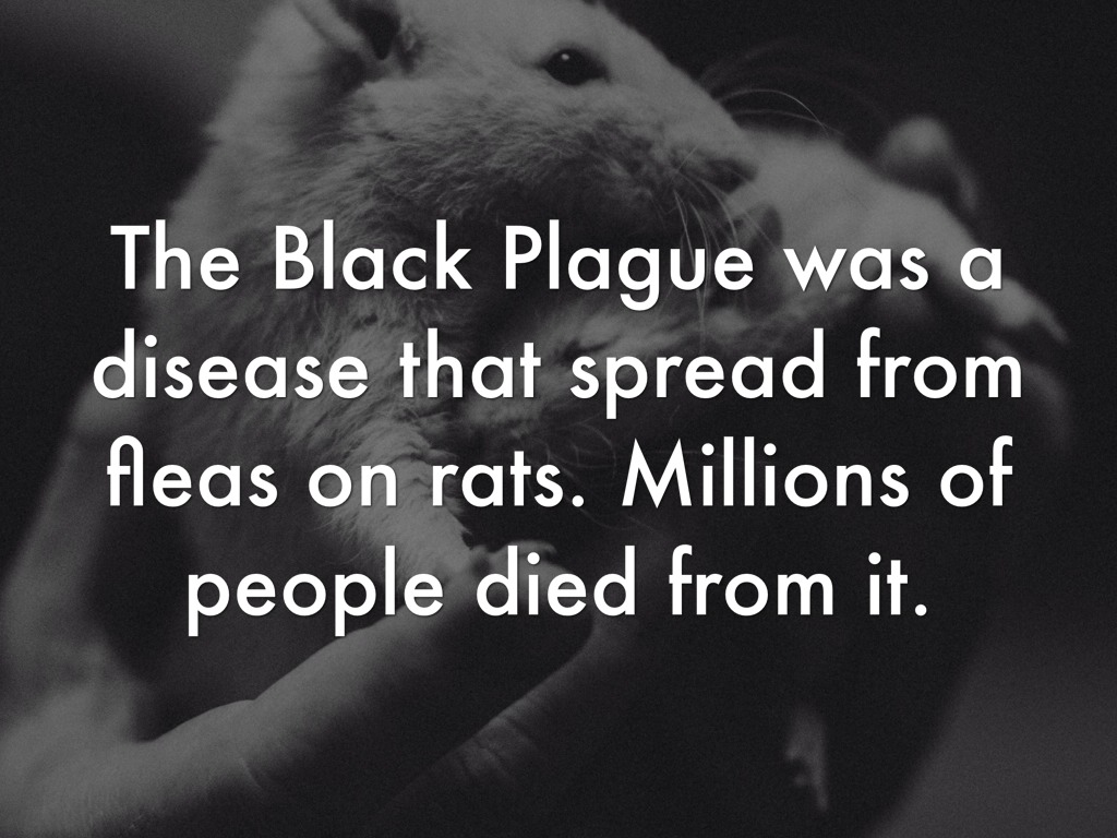 the role of the flea and the black rat in spreading the plague The last urban outbreak of rat-associated plague in the united states occurred in los angeles in 1924-1925 plague bacteria are most often transmitted by the bite of an infected flea during plague epizootics, many rodents die. the role of the flea and the black rat in spreading the plague The last urban outbreak of rat-associated plague in the united states occurred in los angeles in 1924-1925 plague bacteria are most often transmitted by the bite of an infected flea during plague epizootics, many rodents die.