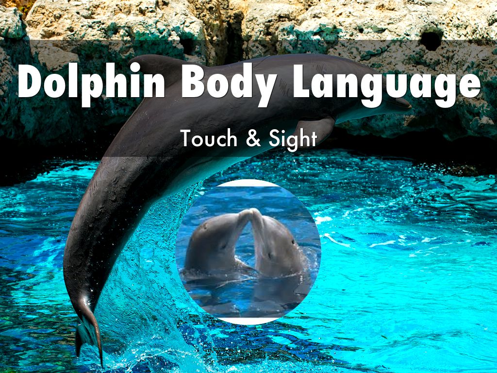 Dolphin Body Language