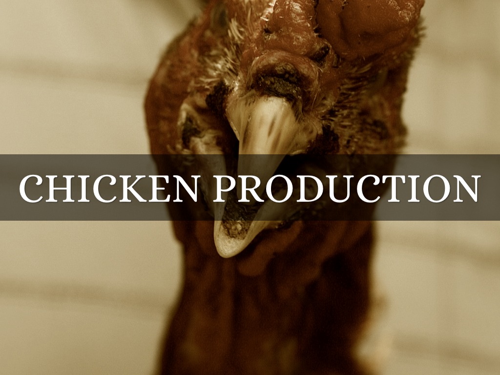 Chicken Production
