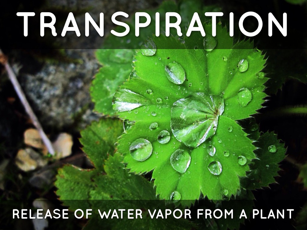 Science Water Cycle by Kyle C