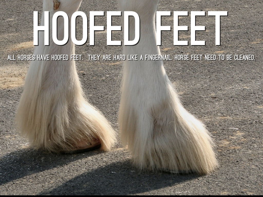 Horses By Jackie Leet