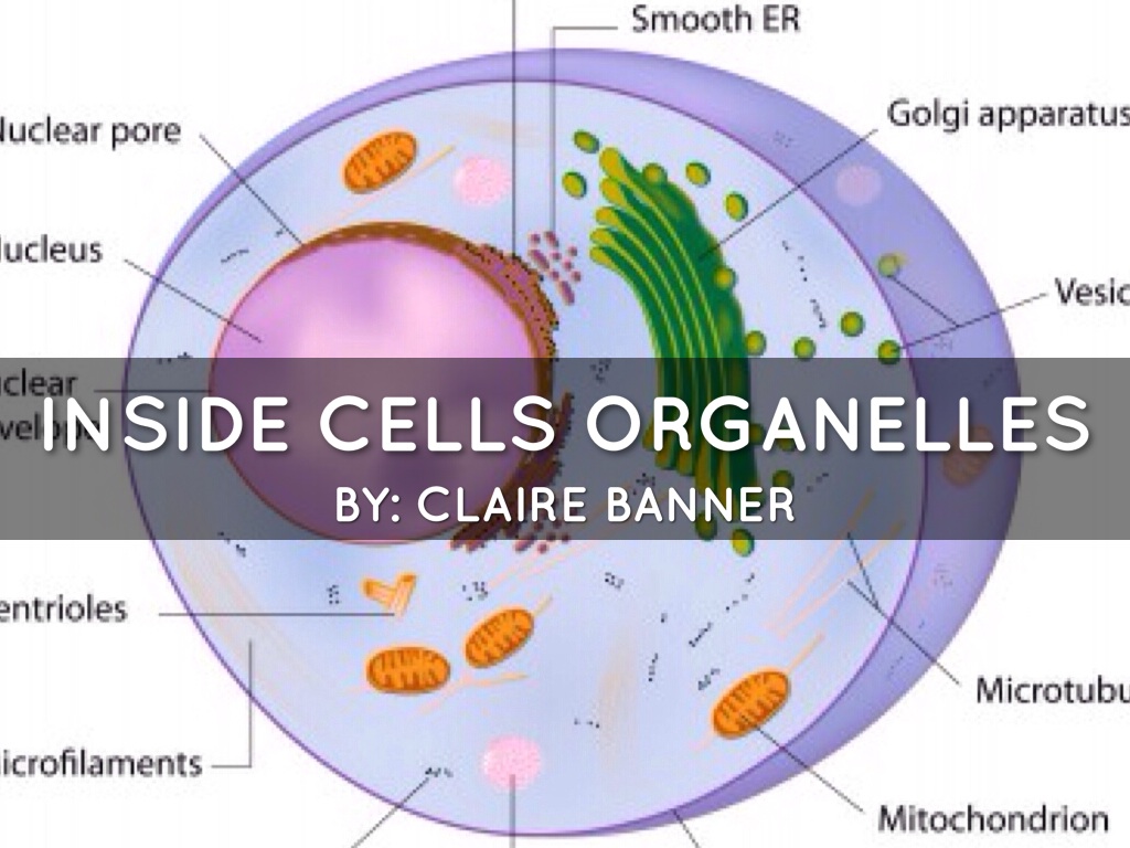 3_BannerClaire_InsideCells_HaikuDeck