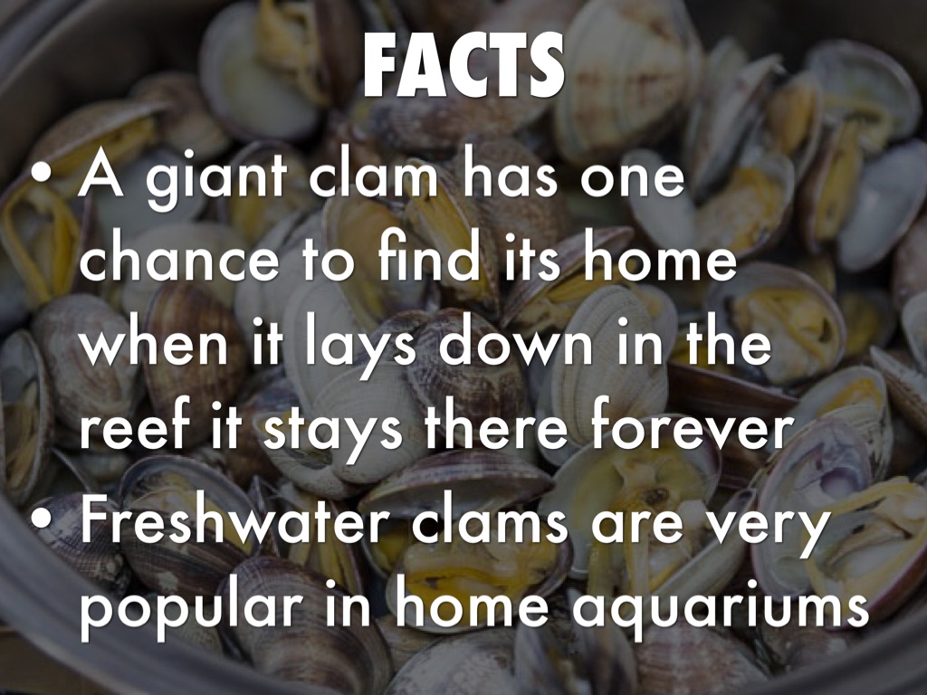 Clam by Matt Schroeder