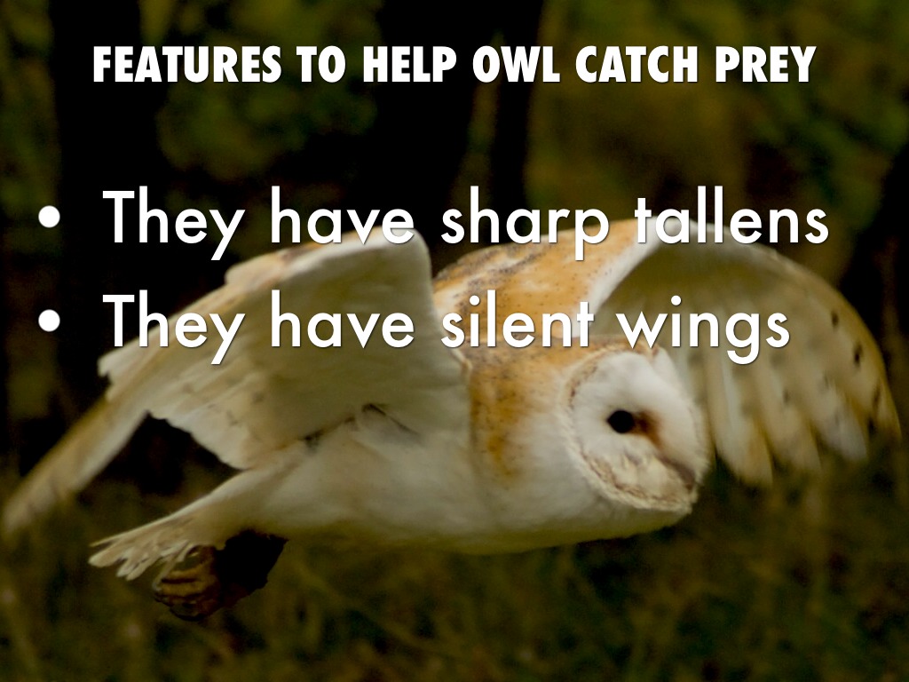 Owls by Earl Brockman