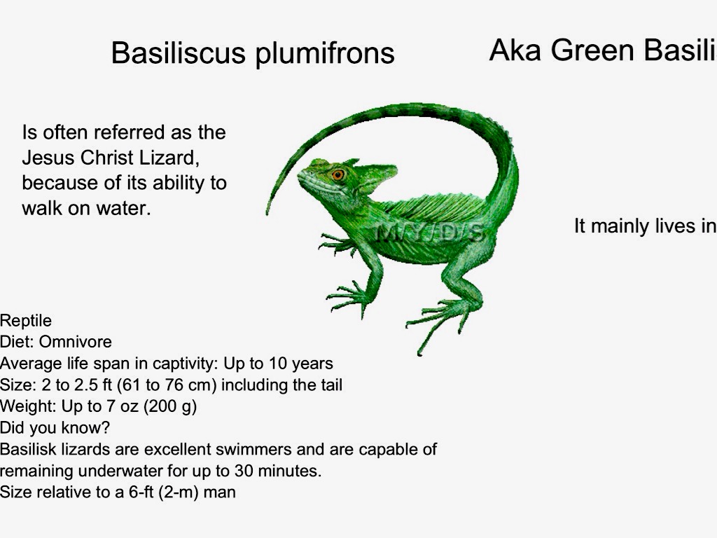 Nicaraguan People/Animals/Plants