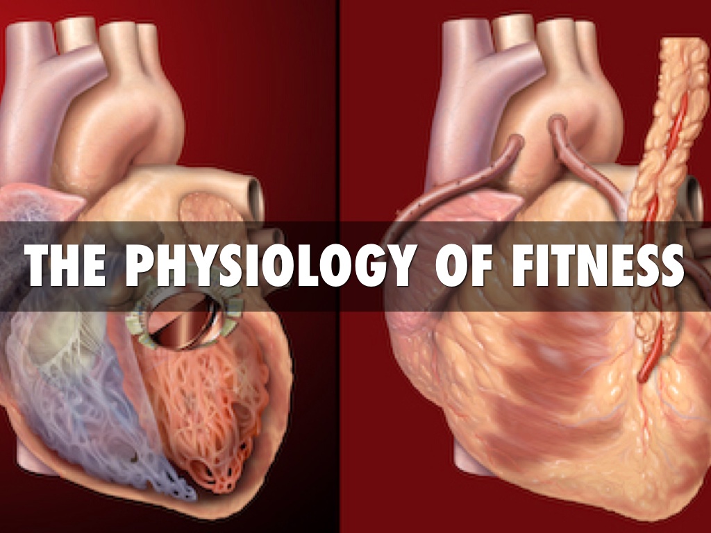 Unit 2 The Physiology Of Fitness