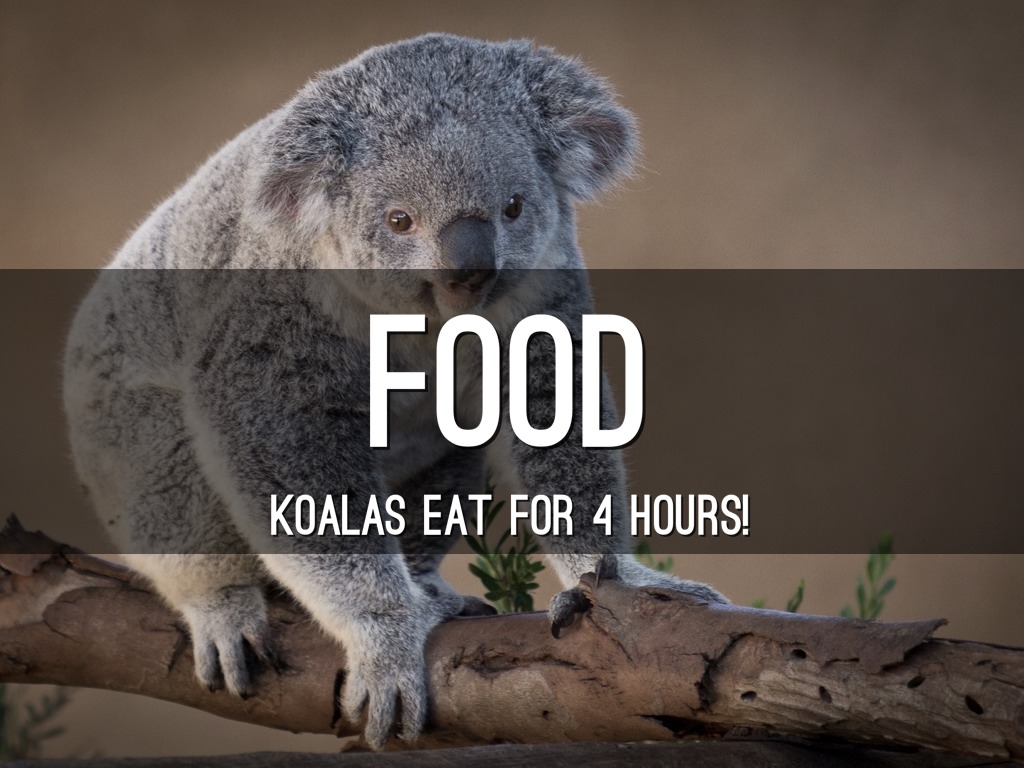 Koalas by Mrs. Walker's