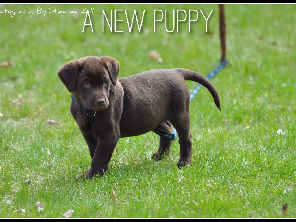 New Puppy