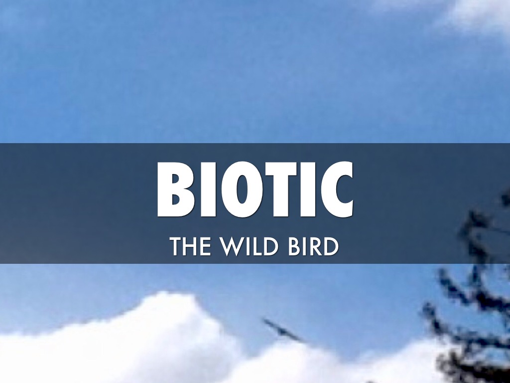 Period 6 Jaique Ecology