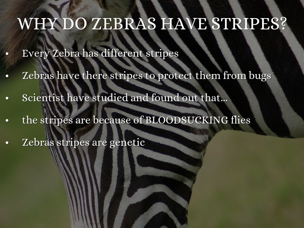 Where do zebra's get there stripes by bobbig_4