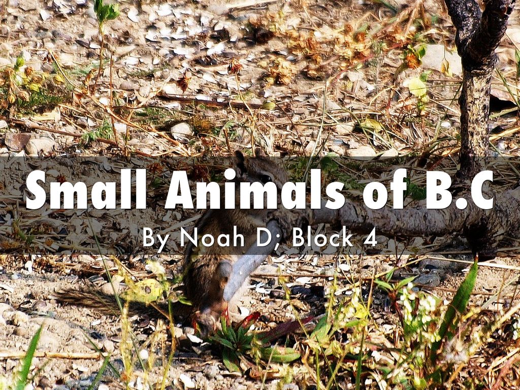 Small Animals of B.C