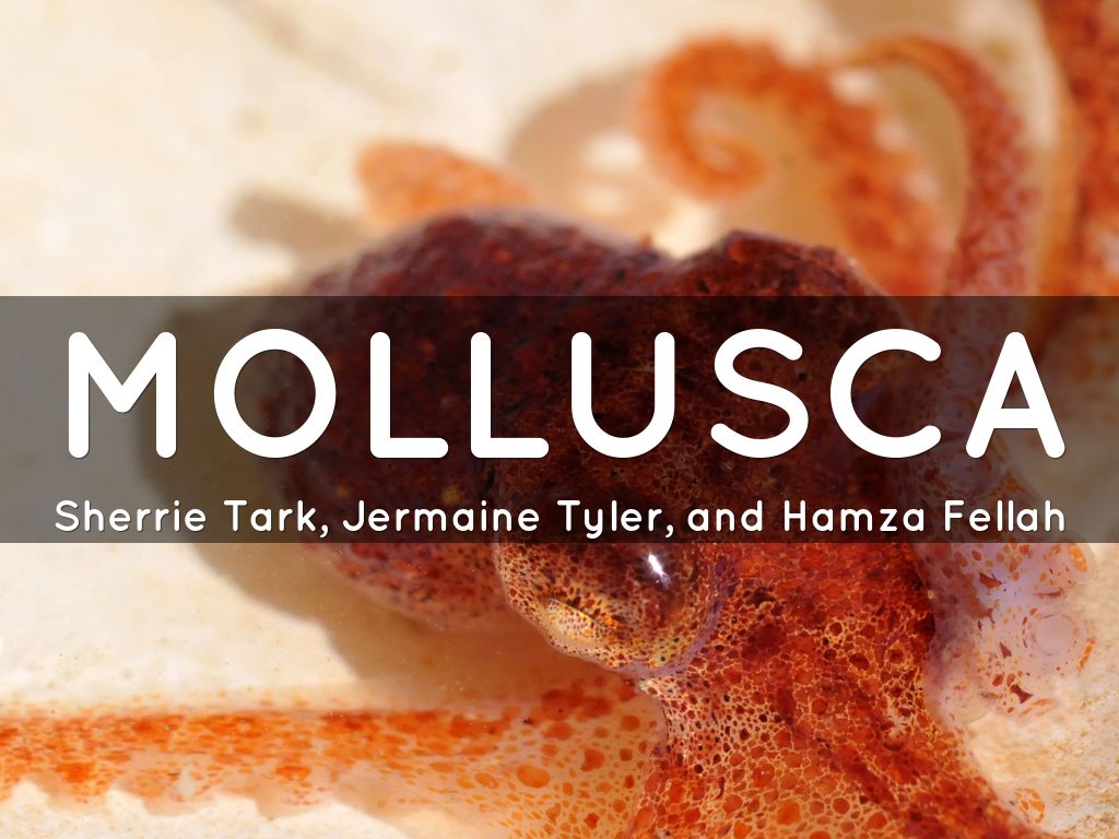 Mollusca