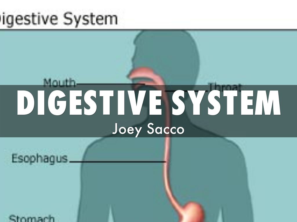 Digestive System
