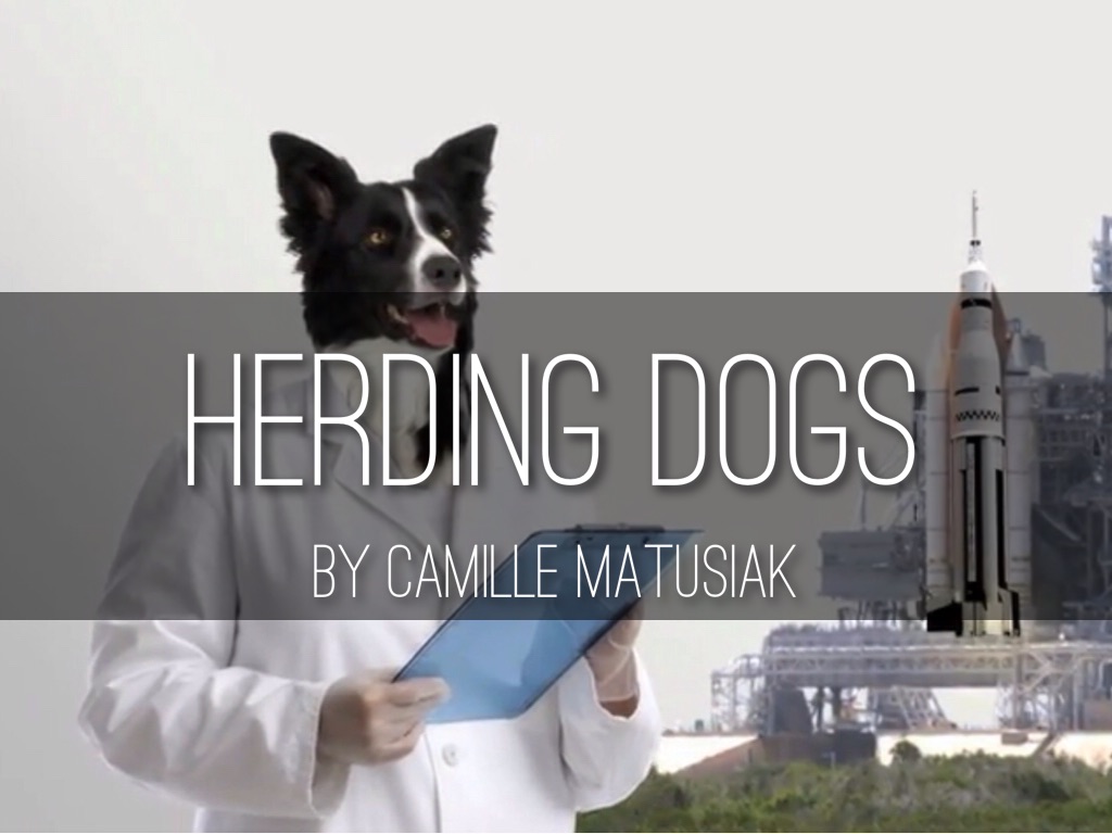 Herding Dogs