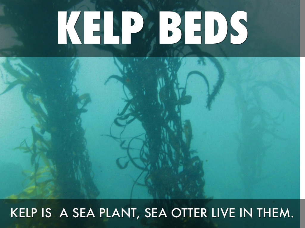 Island Of The Blue Dolphins