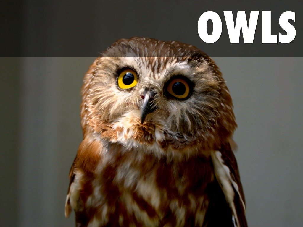 Owls