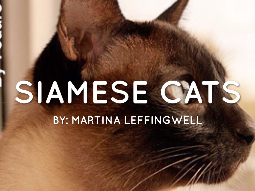 Siamese Cat