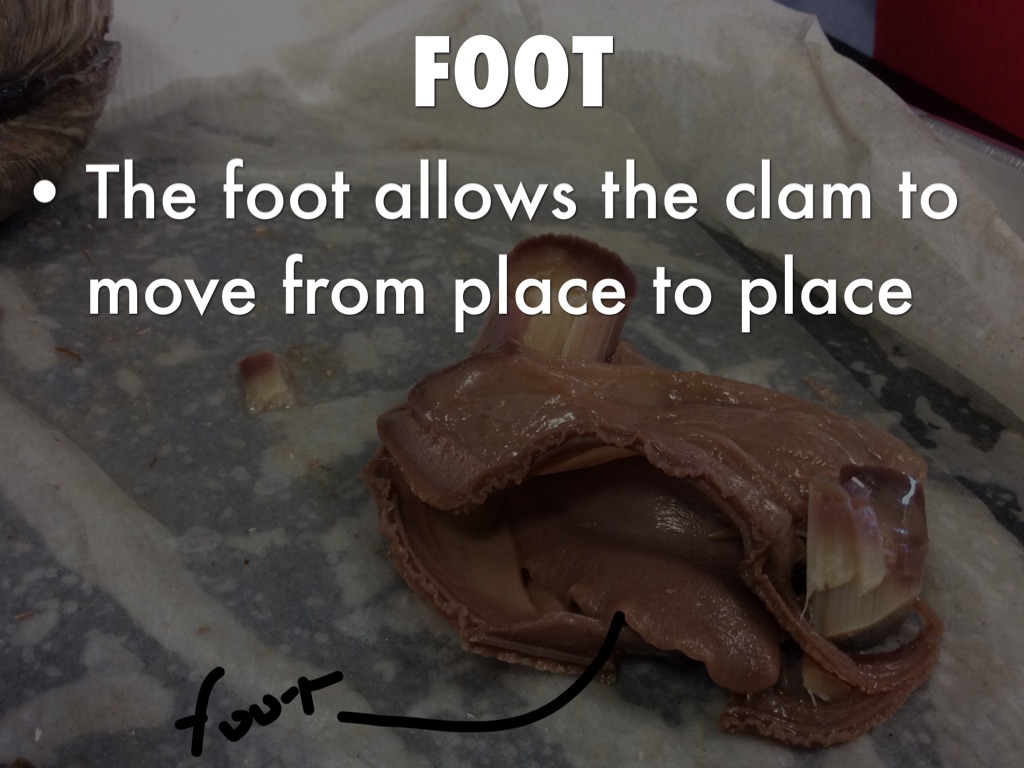 Clam by Matt Schroeder