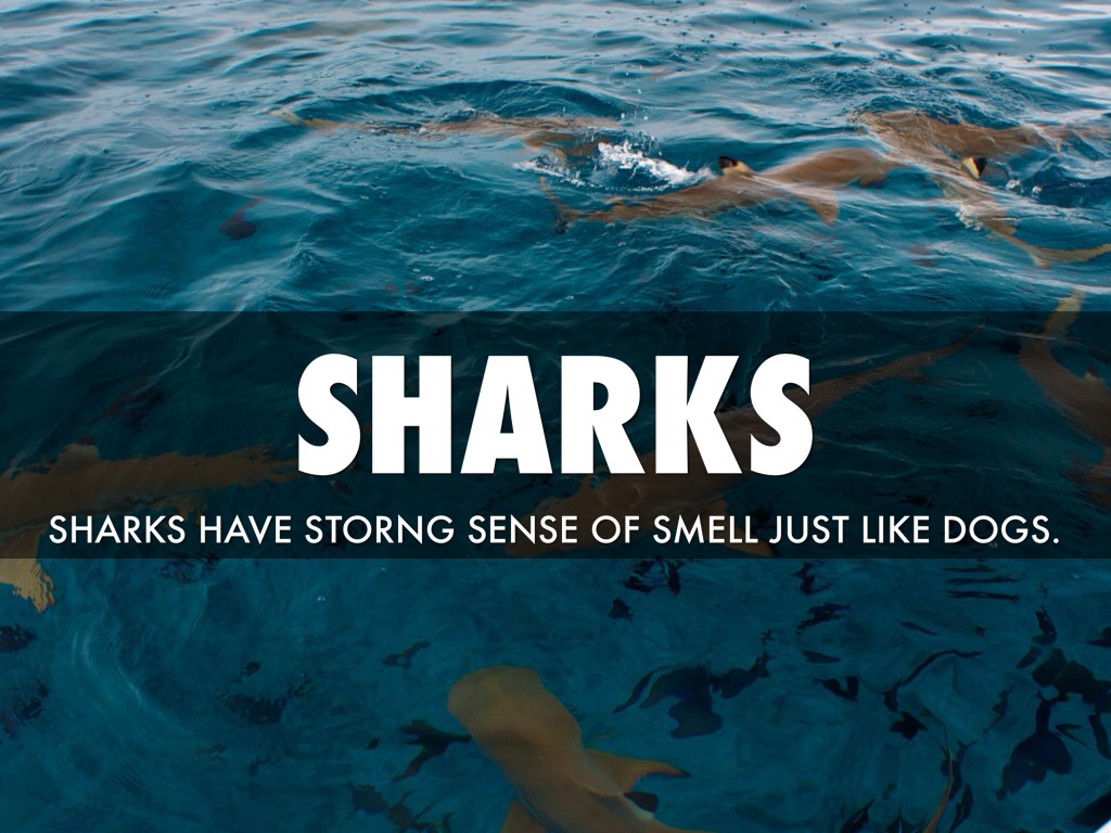 Sharks by dtaylor002