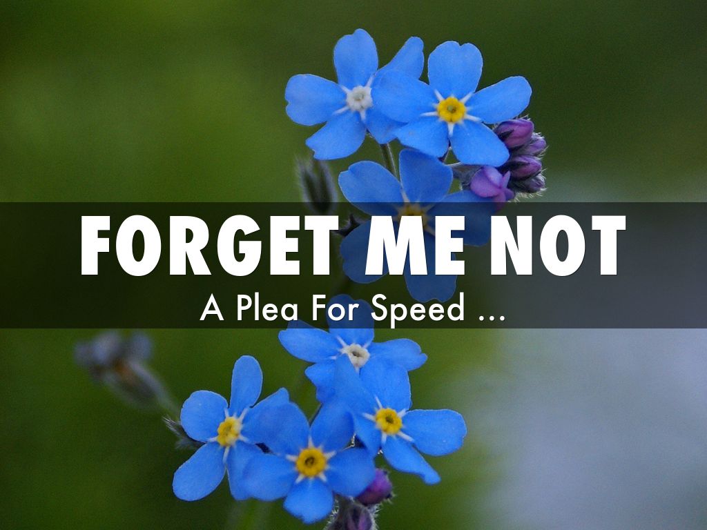 Forget Me Not